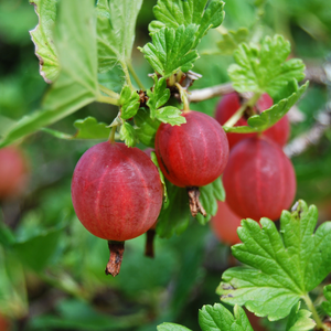 Groseilles Hinnonmaki Rouge bien mûres sur un arbuste dans un jardin ensoleillé