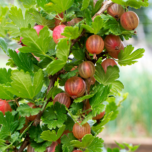 Superbe groseillier Hinnonmaki Rouge dans un jardin luxuriant et fertile