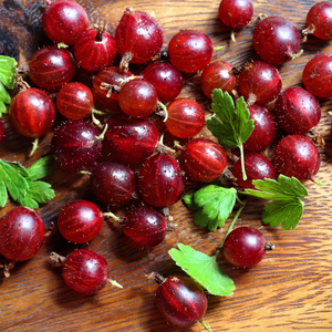 Récolte généreuse de groseilles Hinnonmaki Rouge fraîchement cueillies