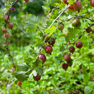 Feuillage dense et vert éclatant du groseillier Hinnonmaki Rouge dans un jardin ensoleillé