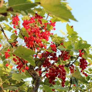 Groseillier Jonkher Van Tets dans un jardin luxuriant et fertile