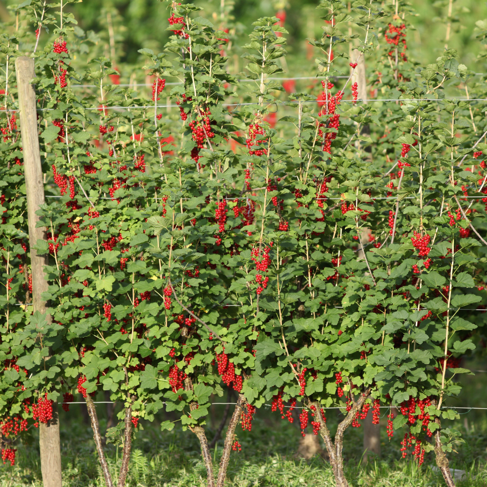 Groseillier Junifer planté dans un sol bien drainé, produisant une abondance de fruits rouges acidulés.
