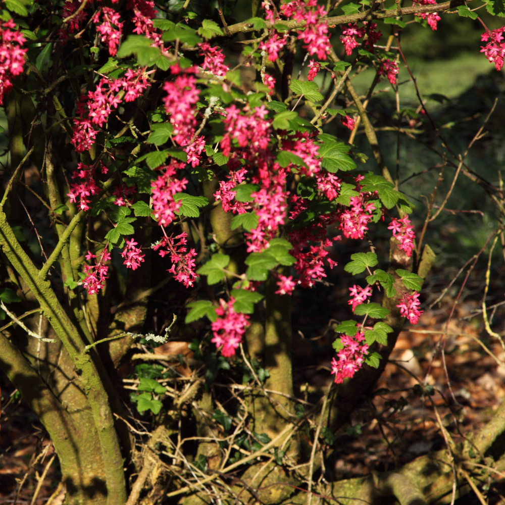 Groseillier Junifer en pleine floraison printanière, annonçant une récolte abondante de baies juteuses.
