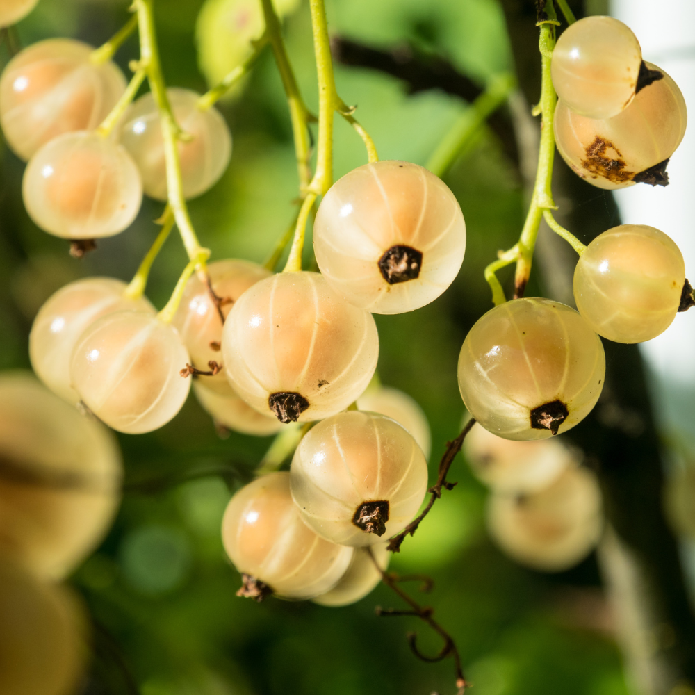 Groseilles Werdavia bien mûres, à la peau translucide et blanche, prêtes à être cueillies dans un jardin ensoleillé.
