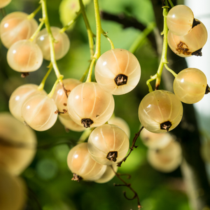 Groseilles Werdavia bien mûres, à la peau translucide et blanche, prêtes à être cueillies dans un jardin ensoleillé.
