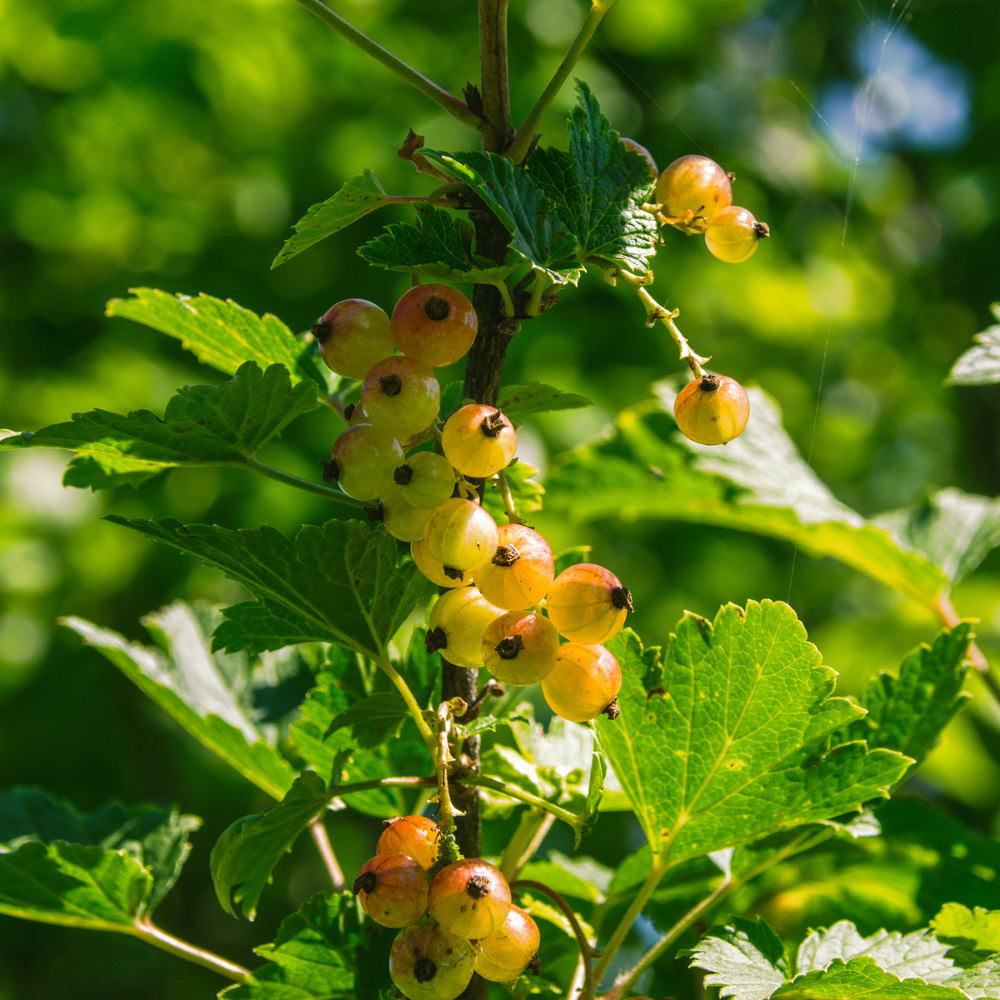 Groseillier Werdavia planté dans un sol bien drainé, produisant des fruits doux et légèrement acidulés, parfaits pour la consommation fraîche ou en confiture.
