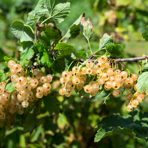 Feuillage dense et vert du groseillier Werdavia, contrastant avec les grappes blanches éclatantes à maturité.
