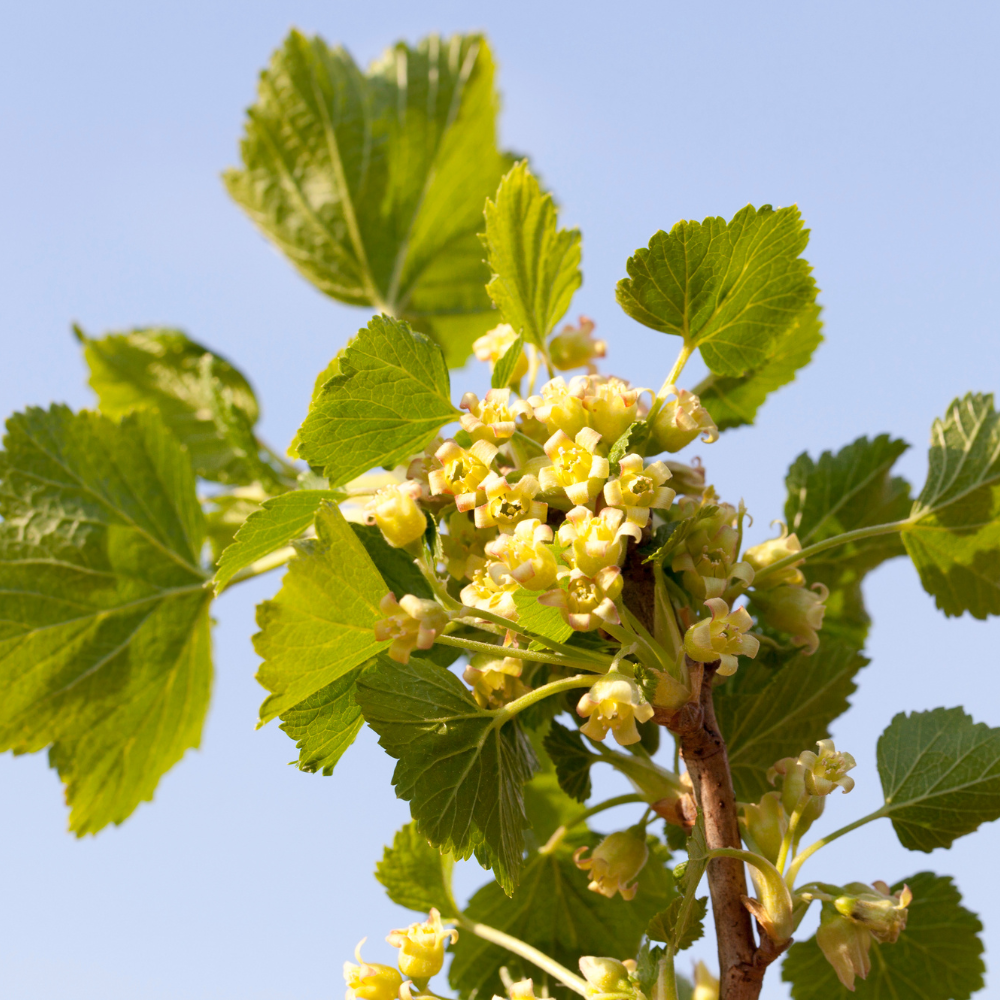 Le groseillier Werdavia en début de saison, ses bourgeons floraux se développant progressivement, prêts à laisser place aux grappes de fruits blancs translucides à l’approche de l'été.