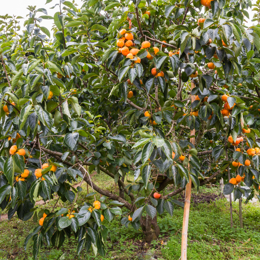 Magnifique kaki Cioccolatino dans un jardin méditerranéen luxuriant