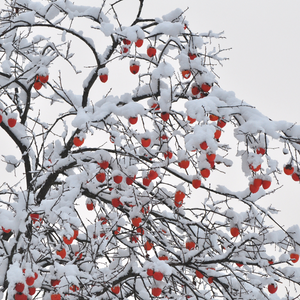 Kaki Cioccolatino recouvert de neige, arborant des fruits mûrs et colorés dans un paysage hivernal enchanteur