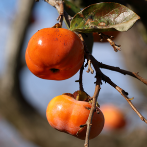 Kakis Fuyu bien mûrs sur un arbre dans un verger ensoleillé