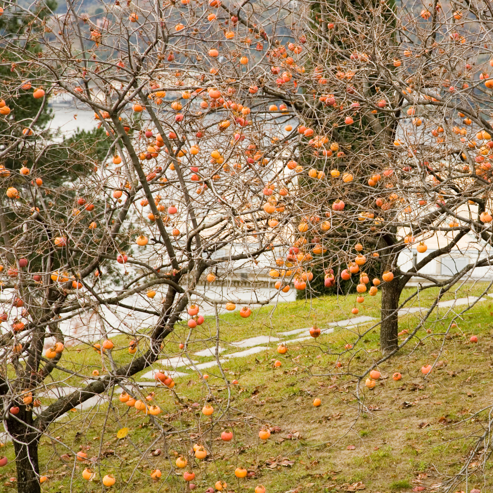 Kaki Fuyu en automne, sans feuilles, avec des fruits orange vif suspendus aux branches nues dans un paysage saisissant.