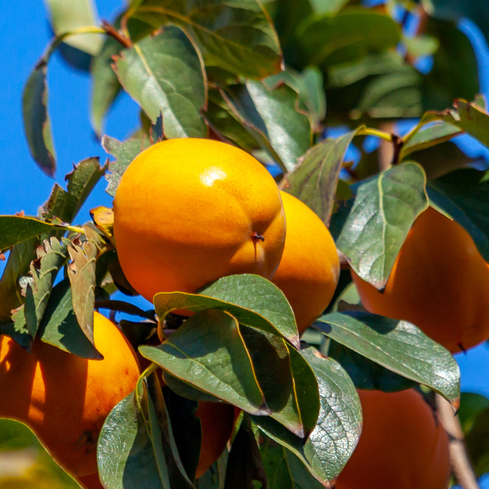 Kakis Muscat bien mûrs sur un arbre dans un verger ensoleillé