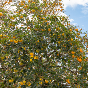 Magnifique kaki Muscat dans un jardin luxuriant et verdoyant