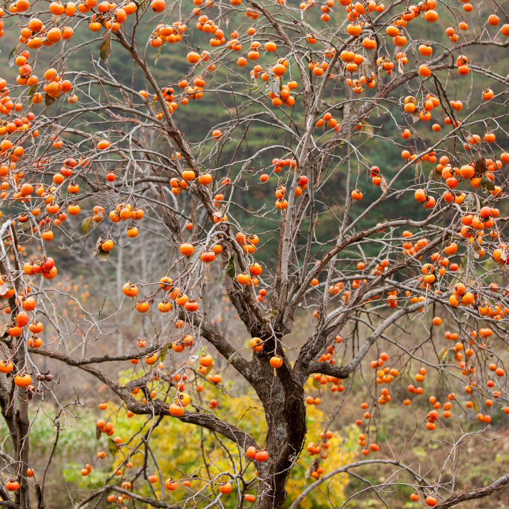 Kaki Muscat en automne, sans feuilles, laissant apparaître ses fruits orange dorés sur les branches nues