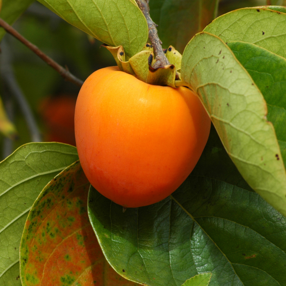 Kakis Pomme bien mûrs sur un arbre dans un verger ensoleillé