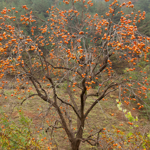 Kaki Pomme en automne, sans feuilles, avec des fruits orange vif sur les branches nues