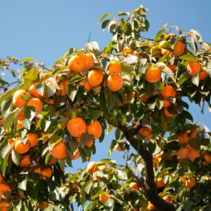 Splendide kaki Tipo dans un jardin verdoyant et fertile