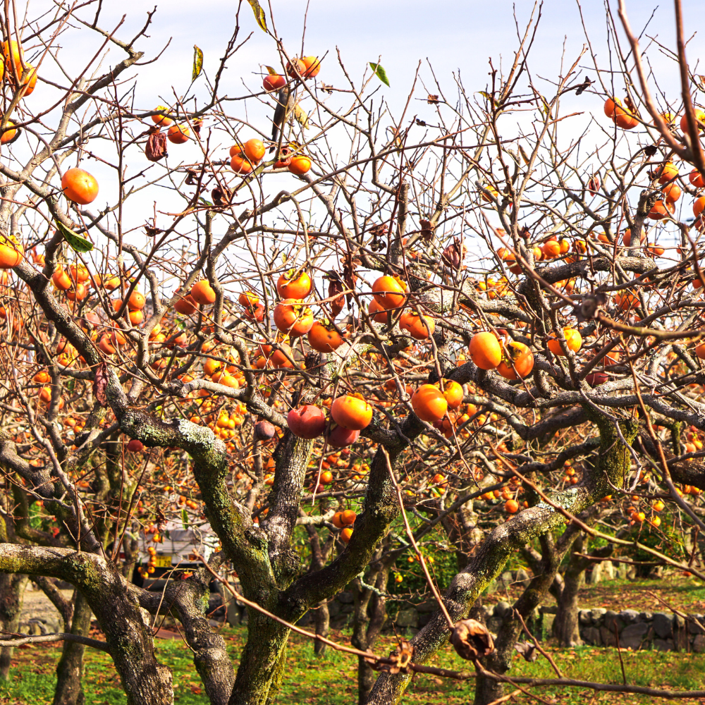 Kaki Tipo en automne, sans feuilles, laissant apparaître ses fruits orange vif sur les branches nues