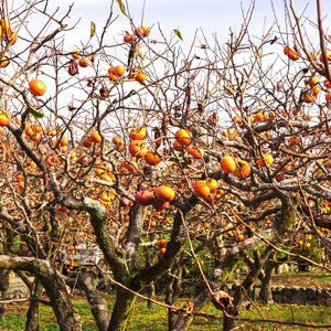 Kaki Tipo en automne, sans feuilles, laissant apparaître ses fruits orange vif sur les branches nues