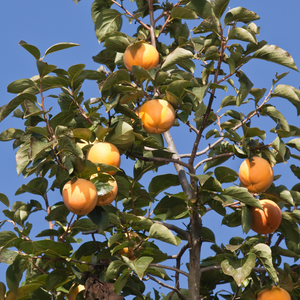 Magnifique kaki Vanillia dans un jardin luxuriant et fertile