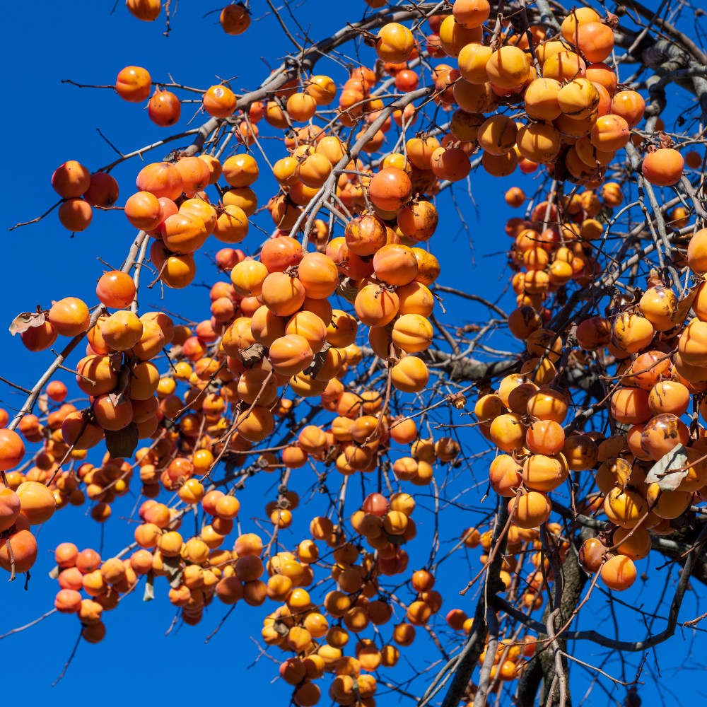 Kaki Vanillia en automne, sans feuilles, avec des fruits orange doré suspendus aux branches nues