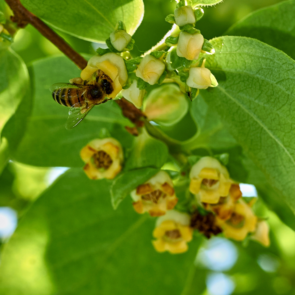 Kaki Vanillia en pleine floraison printanière 