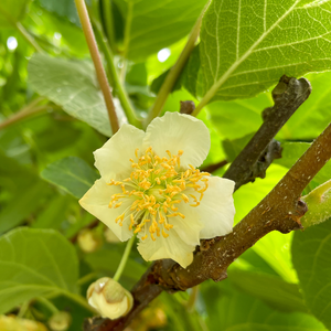 Kiwi Atlas mâle en pleine floraison, produisant de belles fleurs blanches au printemps pour polliniser les kiwis femelles.
