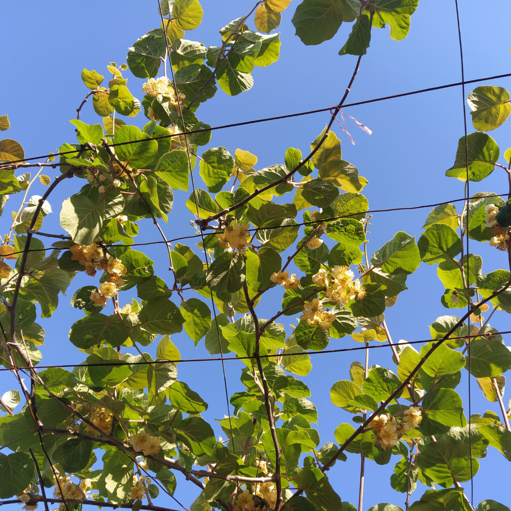 Kiwi Atlas mâle, non producteur de fruits, mais indispensable pour la pollinisation des kiwis femelles comme le kiwi Hayward.
