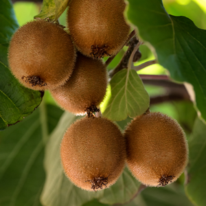 Kiwis Hayward bien mûrs sur un arbre dans un verger ensoleillé