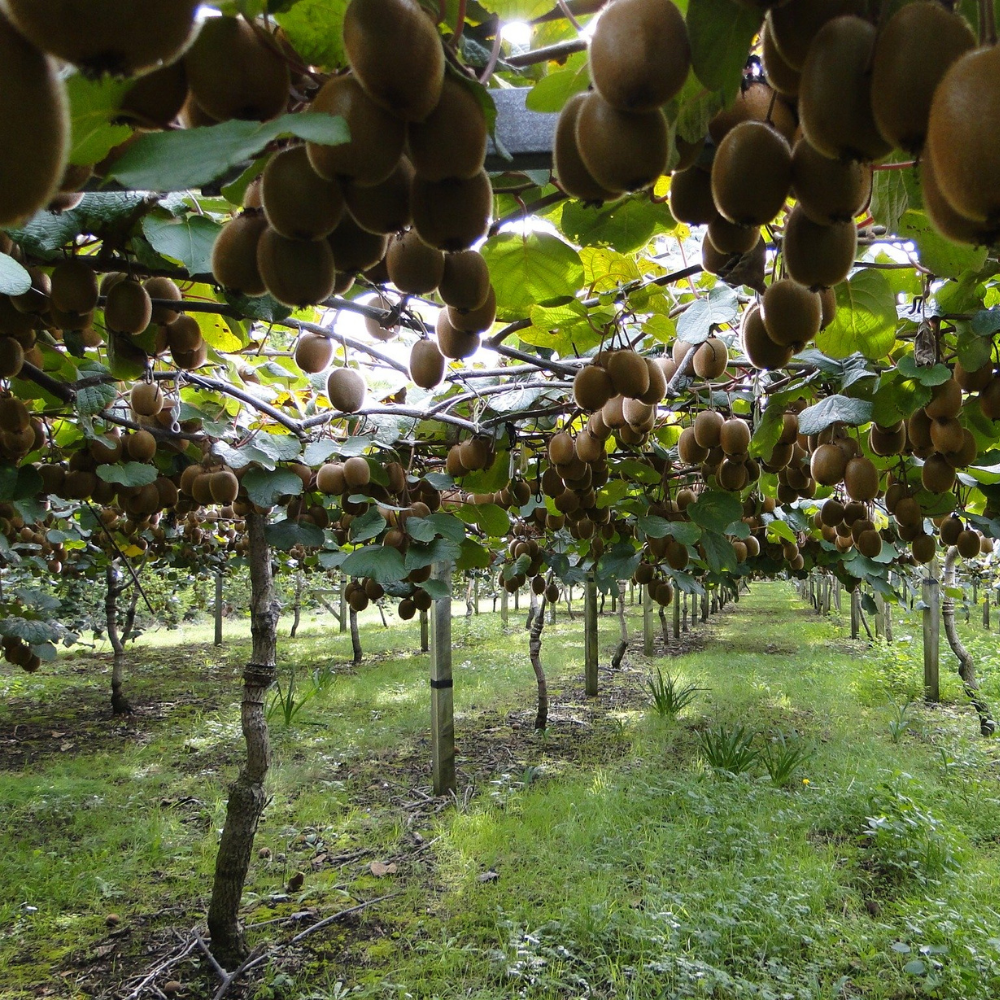 Magnifique kiwi Hayward dans un jardin luxuriant et fertile