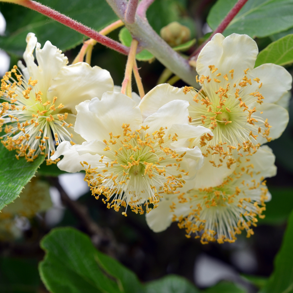 Kiwi Hayward en pleine floraison printanière