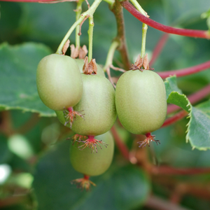 Kiwis Issai bien mûrs et sucrés sur un arbuste dans un jardin ensoleillé.
