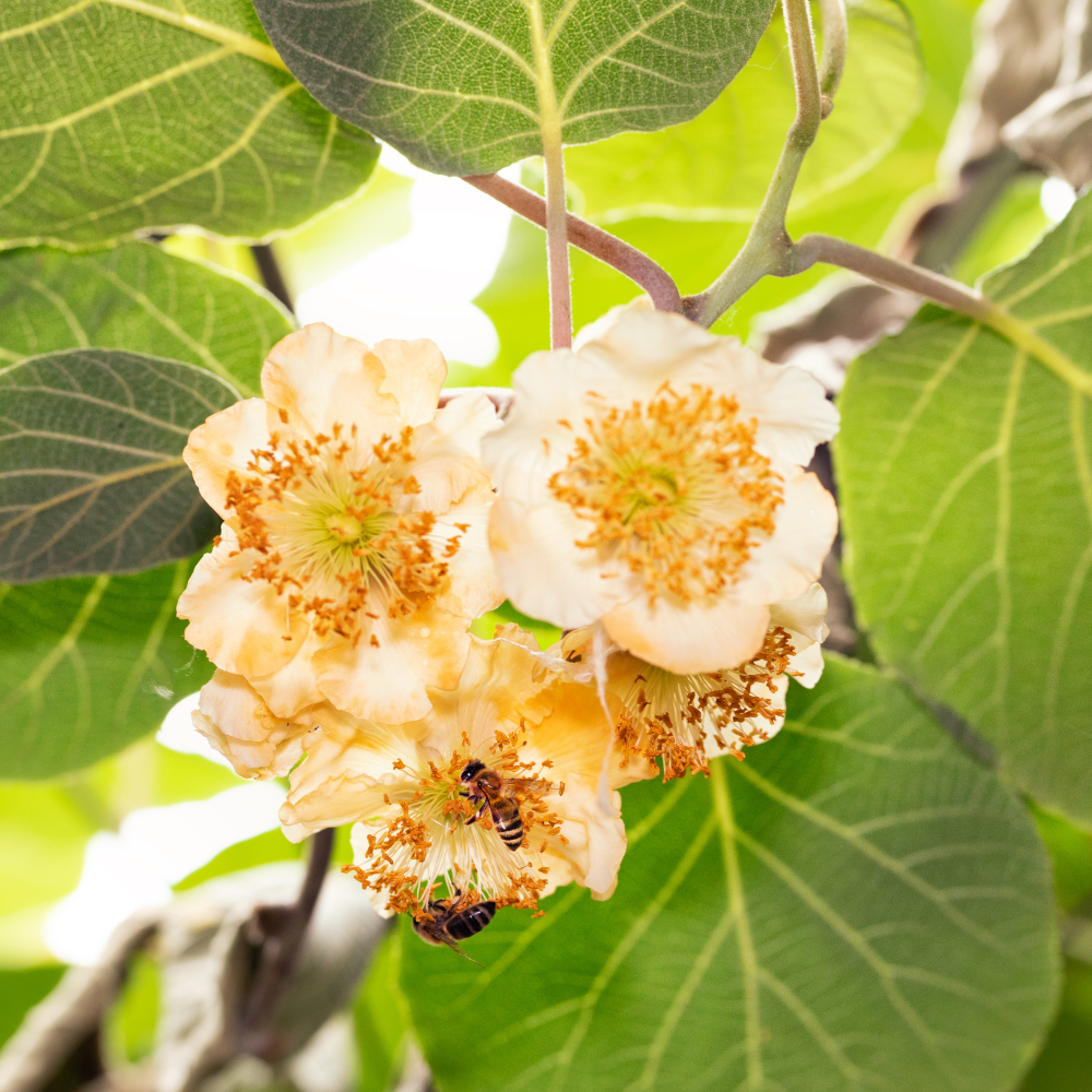 Kiwi Issai en pleine floraison printanière, avec des fleurs délicates annonçant une future récolte de fruits savoureux.