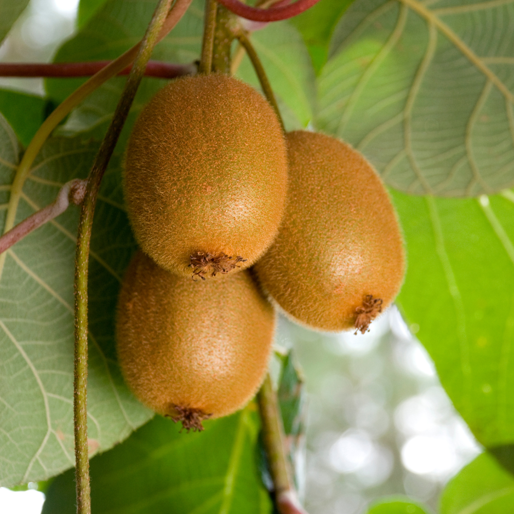 Kiwis Jenny bien mûrs sur un arbre dans un verger ensoleillé