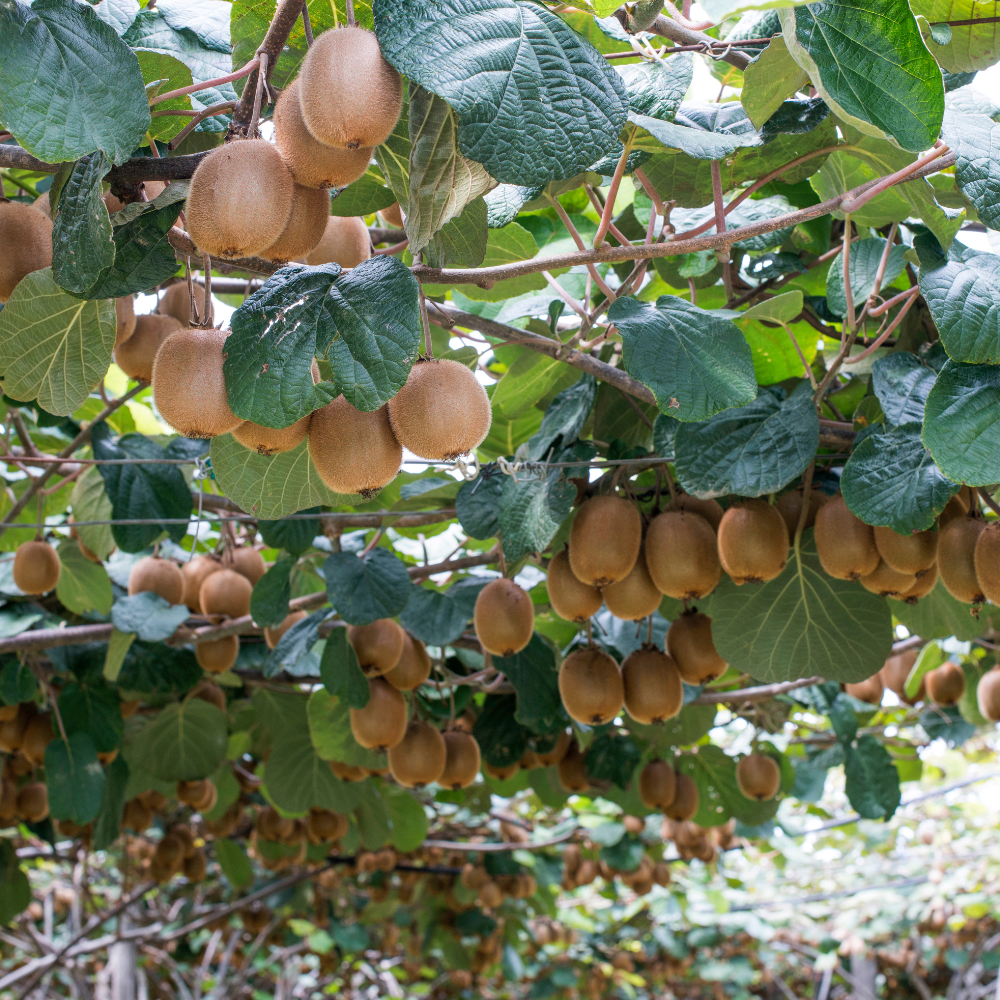 Kiwi Jenny dans un jardin luxuriant et fertile