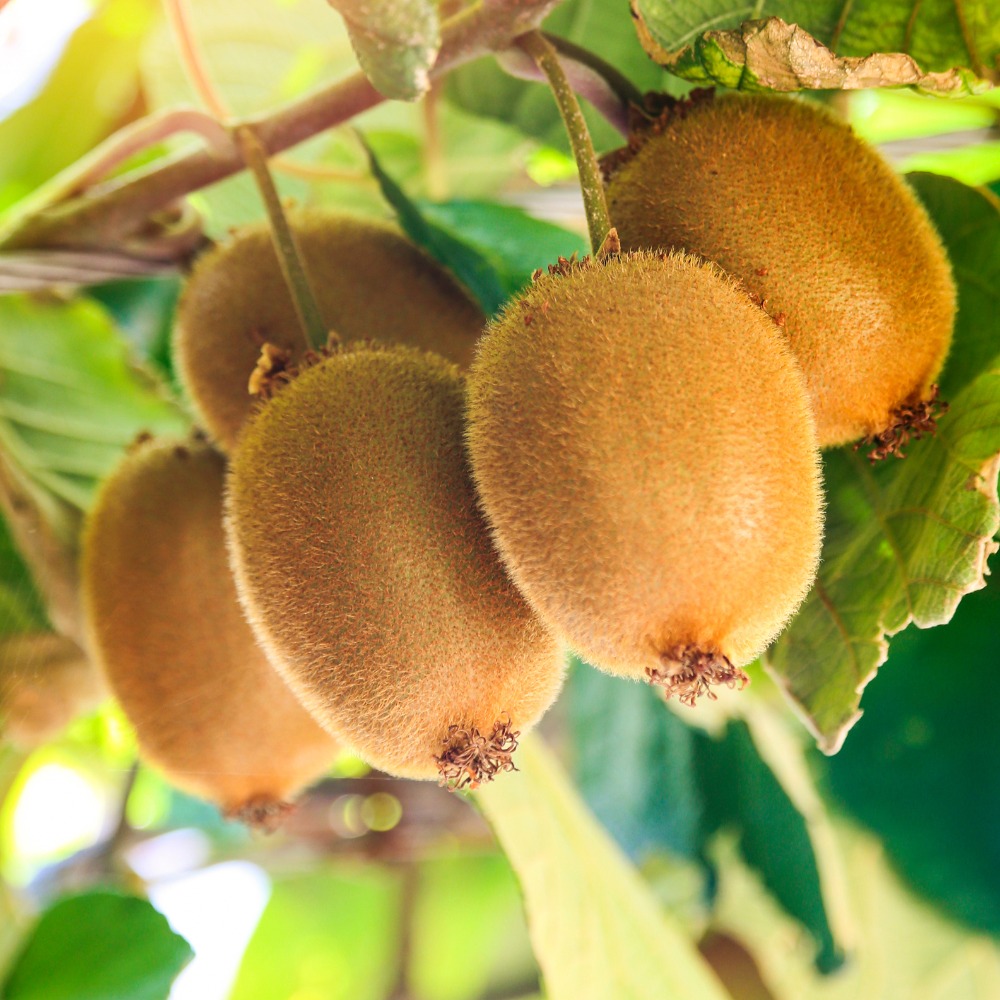 Kiwis Sollissimo® Renact bien mûrs et juteux, prêts à être récoltés dans un jardin ensoleillé.
