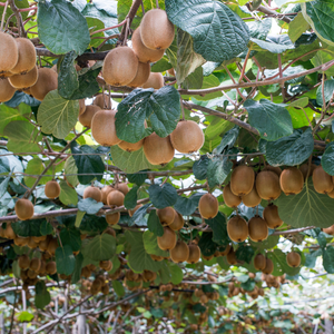 Kiwi Sollissimo® Renact, une variété autofertile, produisant une abondance de fruits sucrés sans besoin de pollinisation externe.
