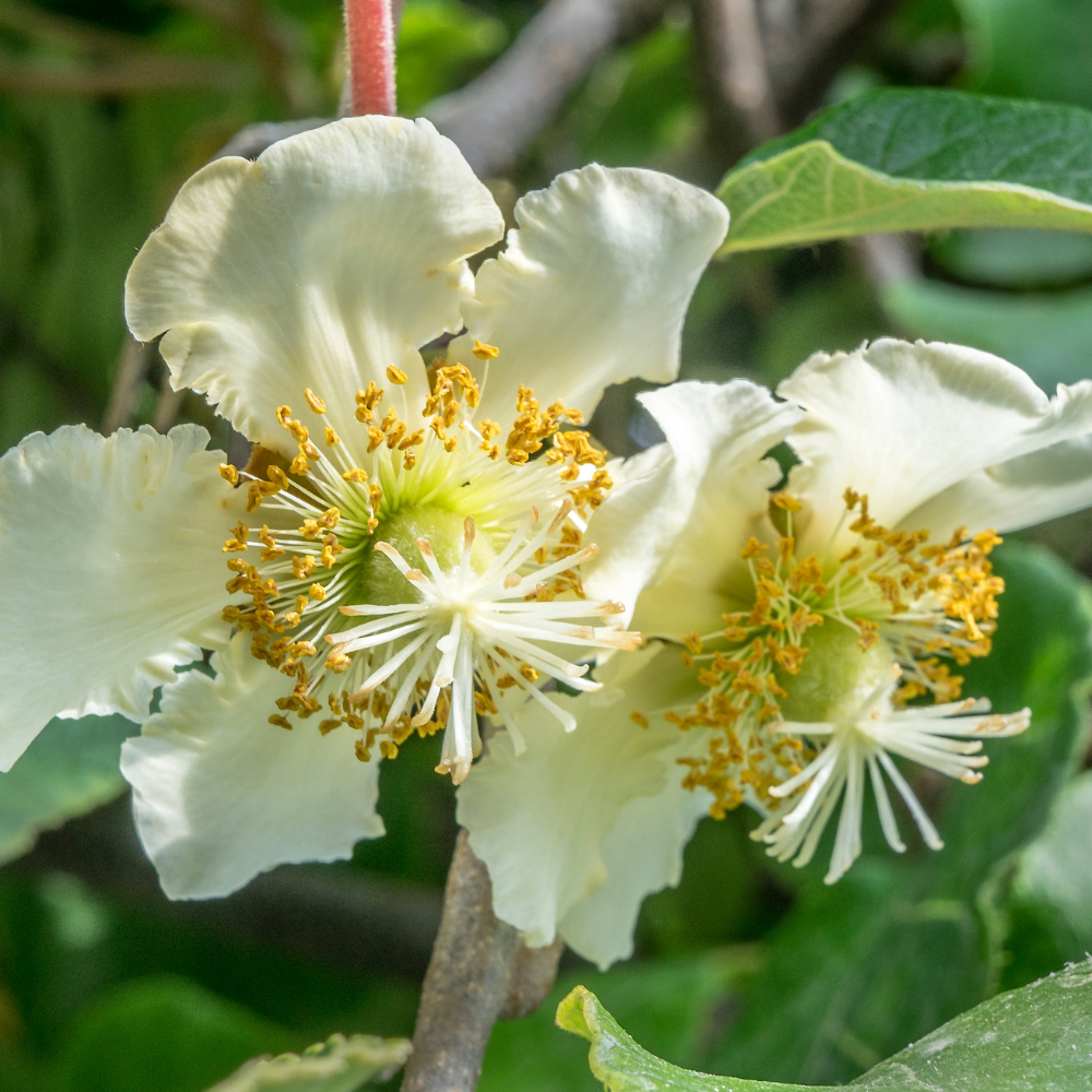 Kiwi Sollissimo® Renact en pleine floraison, annonçant une future récolte abondante de fruits savoureux.
