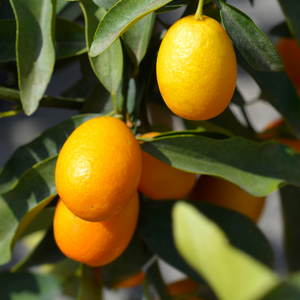 Kumquats bien mûrs sur un petit arbre dans un jardin ensoleillé