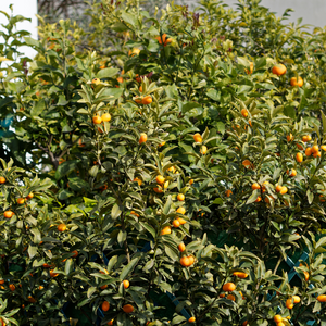 Magnifique kumquat dans un jardin méditerranéen luxuriant