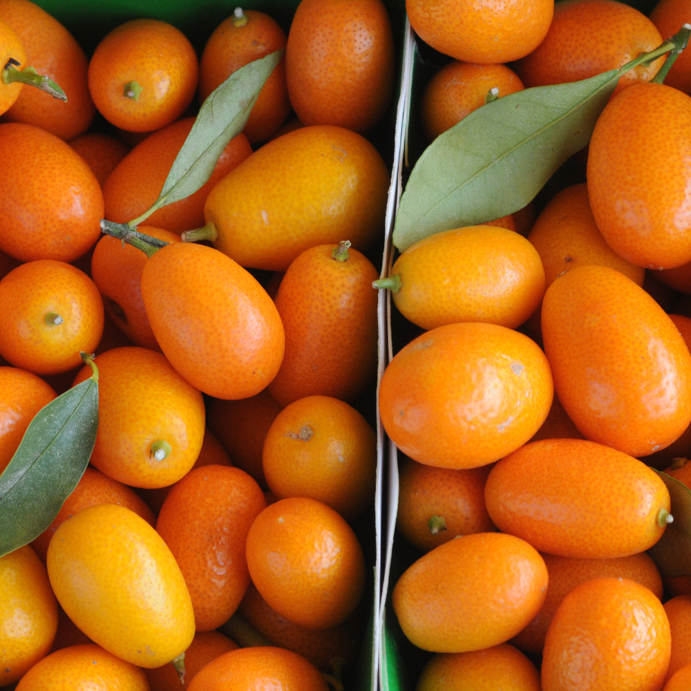 Récolte généreuse de kumquats fraîchement cueillis