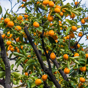 Feuillage dense et vert brillant du kumquat dans un verger ensoleillé