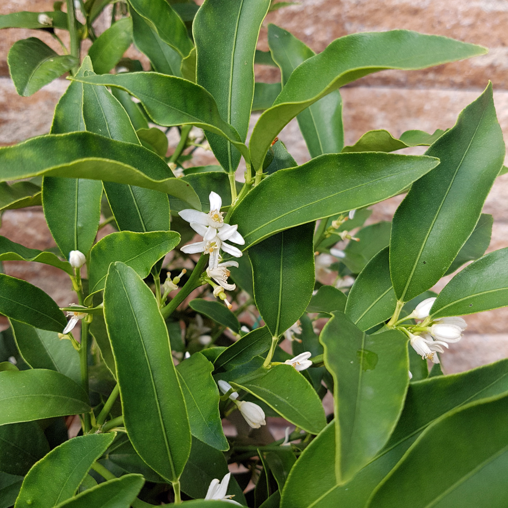 Kumquat en pleine floraison printanière, préparant une récolte abondante