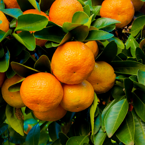 Mandarines Nobilis mûres et lumineuses sur un mandarinier dans un verger ensoleillé.