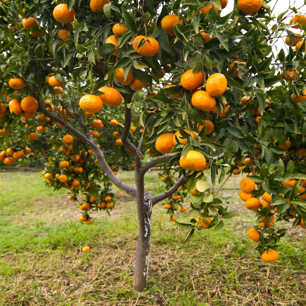 Mandarinier Nobilis planté dans un sol fertile, produisant une abondance de fruits juteux et sucrés.