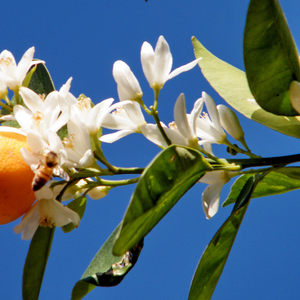 Mandarinier Nobilis en pleine floraison, avec des fleurs délicatement parfumées annonçant une riche production de fruits.
