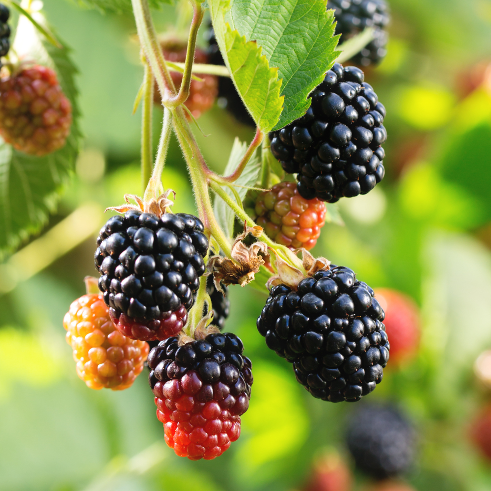 Mûres Chester Thornless bien mûres, à la peau noire brillante et juteuse, prêtes à être cueillies dans un jardin ensoleillé.
