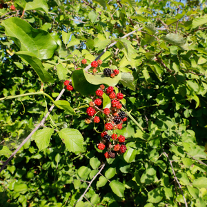 Mûrier Chester Thornless sans épines, planté dans un sol fertile et bien drainé, produisant des fruits sucrés et légèrement acidulés, parfaits pour la consommation fraîche.
