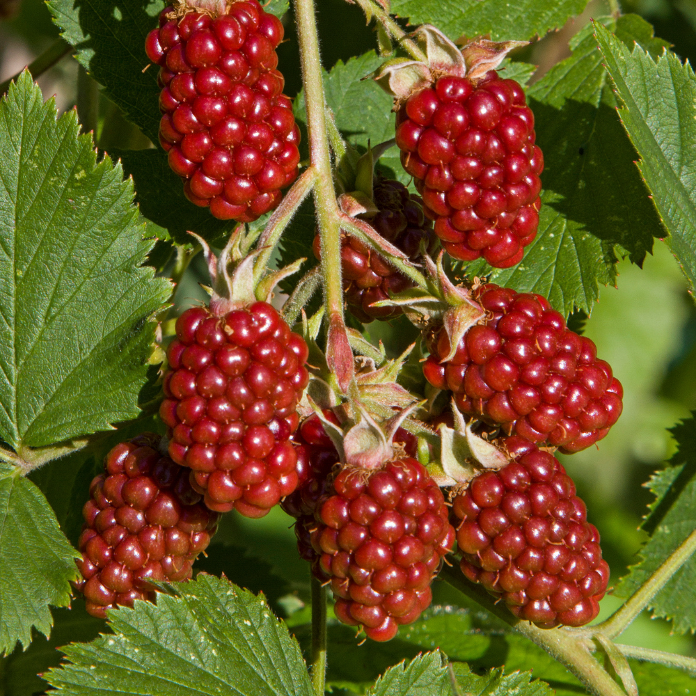 Loganberries bien mûres sur un arbuste dans un jardin ensoleillé